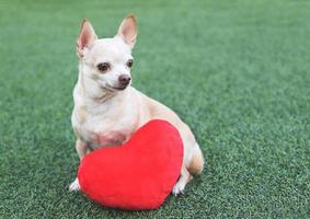 brown Chihuahua dogs sitting  with red heart shape pillow on green grass, looking away. Valentine's day concept. photo
