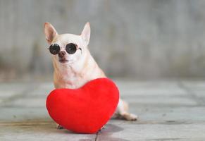 perro chihuahua de pelo corto marrón con gafas de sol sentado con una almohada en forma de corazón rojo en el suelo de baldosas borrosas y el concepto de día de san valentín en la pared de cemento. foto