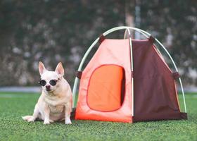 brown short hair Chihuahua dog wearing sunglasses  sitting in front of orange camping tent on green grass,  outdoor, looking at camera. Pet travel concept.