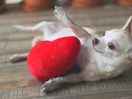 perro chihuahua marrón acostado jugando con una almohada con forma de corazón rojo. concepto de día de san valentín. foto