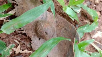 dry fronds and seeds of the third season photo