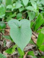 the second season's heart-shaped focal leaves photo