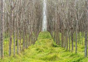 Growth rubber trees in rubber plantation with very little leaves in summer season in Thailand upcountry taken in pattern background design with walkway between row or line, Natural background texture photo