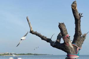 extrañas ramas de árboles muertos contra el hermoso cielo azul y gaviotas voladoras en la playa de bangpu, samutprakarn, tailandia foto