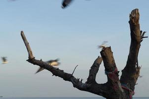 extrañas ramas de árboles muertos contra el hermoso cielo azul y gaviotas voladoras en la playa de bangpu, samutprakarn, tailandia. foto