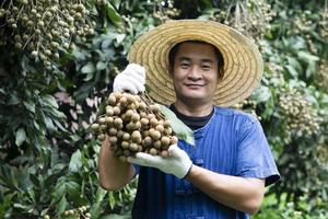 Portrait of happy Asian man farmer is at orchard, wears hat, blue shirt, holds longan fruit. Concept , Thai farmers grow organic longan as an export agriculture product of Thailand. photo