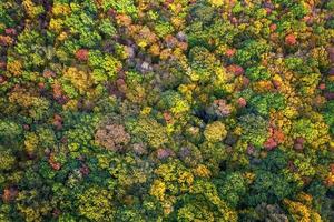 Autumn color forest. Aerial view from a drone over colorful autumn trees in the forest. photo