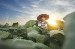 agricultura, joven asiático parado en un campo de tabaco revisando cultivos al atardecer. Una perspectiva asiática sobre el cultivo de tabaco foto