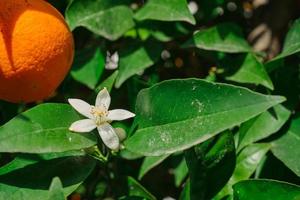 Blooming orange trees. Orange blossom in spring, close up, selective focus idea for background or postcard photo