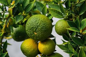 mandarinas verdes cantan en un árbol en el jardín, frutas cítricas maduras en una granja, enfoque selectivo en frutas, frutas jugosas, publicidad de productos foto