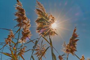 Reeds on bright sunny day in a yellow reed field, The sun shines through the reeds into the frame, shining rays of light, focus on the reeds in the center of the frame idea for background or interior photo