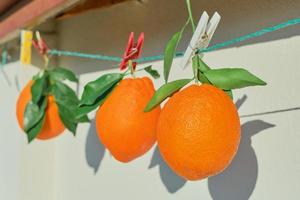 naranjas con hojas en un tendedero, primer plano, cosecha de cítricos a la luz del sol brillante, enfoque selectivo, cítricos maduros para el desayuno y jugos foto