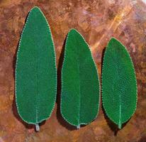 Three sage leaves on a copper tray in natural sunlight, leaf texture close-up and top view, idea for a background about useful ingredients and medicine photo