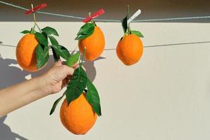 naranjas maduras, la mano de una mujer sostiene una naranja, de cerca, cosechando cítricos a la luz del sol, enfoque selectivo, cítricos maduros para el desayuno y el jugo foto