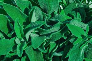 Top view of bunch of fresh sage in natural sunlight, idea for leaf texture background or wallpaper photo