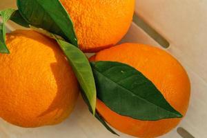 tres jugosas naranjas con hojas vista de cerca desde arriba, cítricos recién recogidos a la luz del sol, enfoque selectivo, cítricos maduros para el desayuno y jugos foto