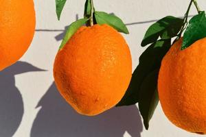 hermoso primer plano de naranjas jugosas, cítricos recién recogidos en gotas de agua a la luz del sol brillante, enfoque selectivo, cítricos maduros para el desayuno y jugos foto