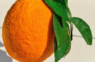 primer plano de naranja madura en gotas de rocío a la luz del sol brillante, enfoque selectivo, frutas cítricas maduras para el desayuno y jugos foto