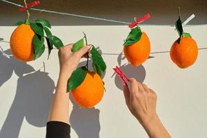 naranjas maduras. las manos de las niñas atan naranjas con pinzas para la ropa en una cuerda, cierran, cosechan cítricos a la luz del sol brillante, enfoque selectivo, cítricos maduros para el desayuno y el jugo foto