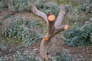 tronco de olivo recortado, enfoque en tronco de olivo recortado, cuidado de árboles frutales de huerta y plantación, aumento de rendimiento, trabajo estacional foto