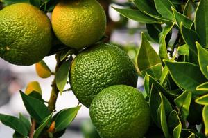 Tangerines on a tree in the garden, ripening citrus fruits in the farm, selective focus on the fruits photo