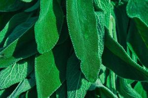 Sage leaves with dew drops in natural sunlight, close-up, idea for a background about useful ingredients and medicine photo