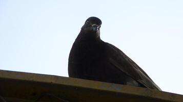 Black dove pigeon perched on the roof. photo