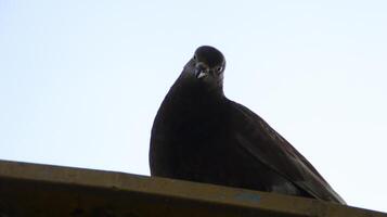 Black dove pigeon perched on the roof. photo