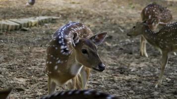 Young Chital deer or Cheetal deer or Spotted deer or axis deer in the nature reserve or zoo park. photo
