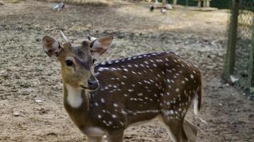 Young Chital deer or Cheetal deer or Spotted deer or axis deer in the nature reserve or zoo park. photo