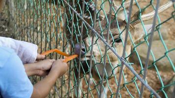 Chital deer or Cheetal deer or Spotted deer or axis deer feed with carrot by the visitor at the nature reserve or zoo park. photo