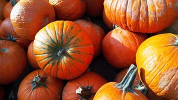 Autumn orange pumpkins in the straw photo