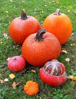 Autumn orange pumpkins photo