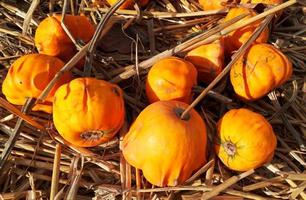 Autumn orange pumpkins in the straw photo