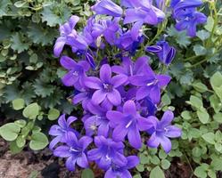 flor de campánula violeta foto