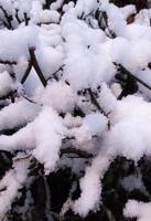 Fluffy snow on the tree photo