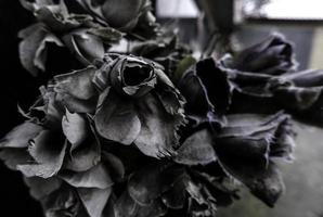 Dry roses in cemetery photo