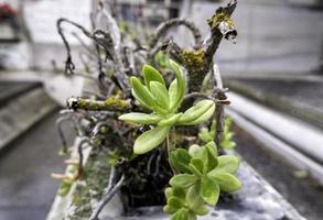 rosas secas en el cementerio foto