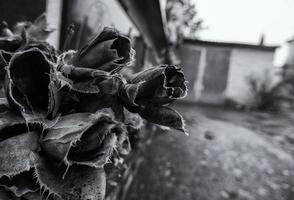 rosas secas en el cementerio foto