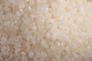 Raw Japanese rice grains, Japonica rice grains. photo