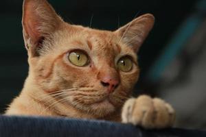 close up suspect face ginger face sitting on car photo