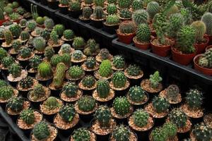 many Succulent cactus in a pot  on the tray photo