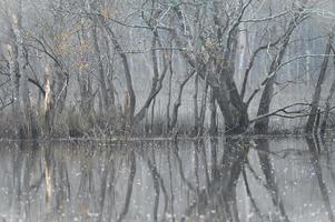 As the mist lifts from a grey landscape, brown leaves and twigs provide a splash of color. photo