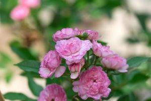 fresh of vineyard song pink rose flower bouquet blooming in outdoor garden. fragrant frora soft petals photo