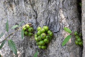 grupo de ramo de ficus racemosa orgánico fruta planta silvestre círculo forma color verde hanhing en el árbol en el jardín botánico. foto