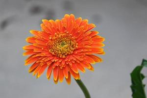 beautiful fresh orange and yellow  gerbera flower blooming in botany garden multi petals photo