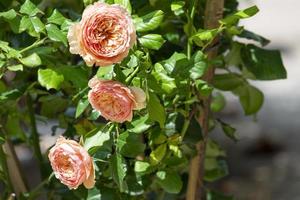 group of masora rose fragrant flowers blooming in botany garden with green leaves. scent of fresh smell orange color