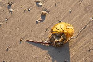 brown horseshoe crab animal sea sharp tail dead turn over on golden sand beach. hard shell life in tropical natural. photo