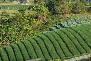 beautiful fresh tea tree on layer  hill for harvest. natural organic green leaves farming farm plant. photo