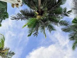 la belleza de las hojas de palma de coco verde fresco forma de curva de árbol sobre fondo de cielo azul. hojas afiladas plantan árboles de frutas tropicales en tailandia con espacio de copia para escribir texto. foto